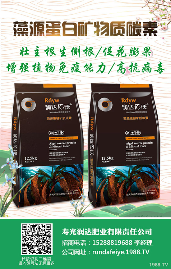 卷心菜怎么做種植？卷心菜種植技術