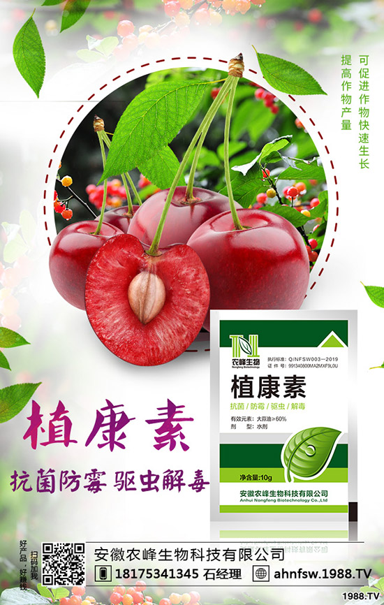 當(dāng)歸怎么種植，當(dāng)歸種植效益及栽培技術(shù)！