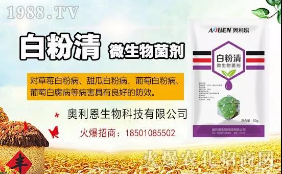 �׷۲�������(f��)�y�p���� ӛס�@��(g��)ˎ����Ч���ΰ׷۲����P����