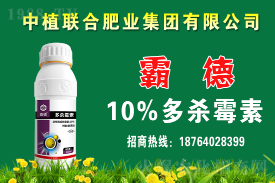 今日小麥價格行情如何？春節(jié)前小麥價格還會上漲嗎？