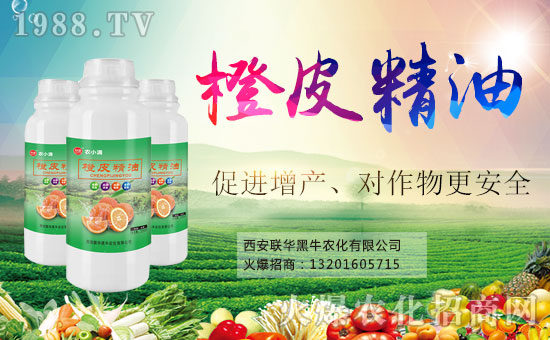  ϲ��(b��o)��1988.TVϲӭ��������(li��n)�A��ţ��(qi��ng)�݁��u��