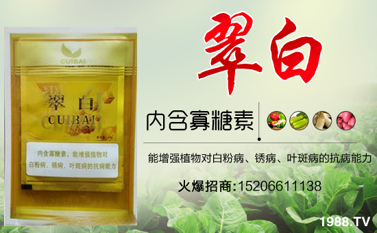 �����P(gu��n)ϵ�����A��ɽ�|�Ͳ��W�������m(x��)�s1988.TV�����\�����°l(f��)չ��