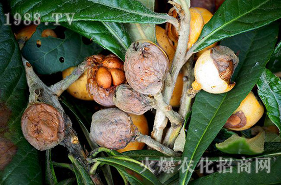 �������Ʋ�1