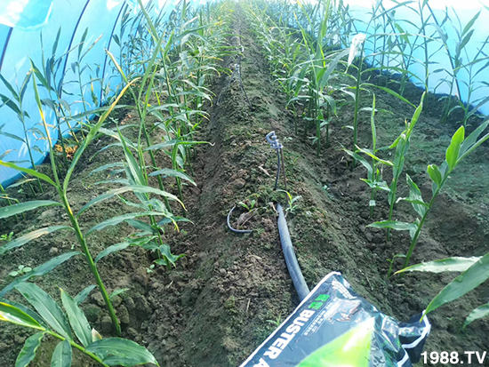     ���׌�Nֲ׃�ø��p�ɣ�һ��(g��)�ײ���ȫ���䷽����˹�ش󽪠I(y��ng)�B(y��ng)�ײͷ�����