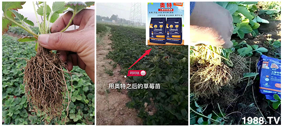     ���׌�Nֲ׃�ø��p����һ��(g��)�ײ���ȫ���䷽����˹�ش󽪠I(y��ng)�B(y��ng)�ײͷ�����