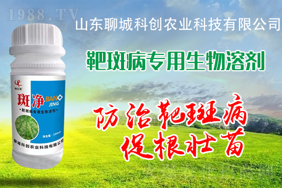 黃瓜靶斑病危害逐年加重！防治措施有哪些？