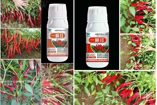 ���t�����95%���߼t�����~�����뷭�׷�����������һ���t��