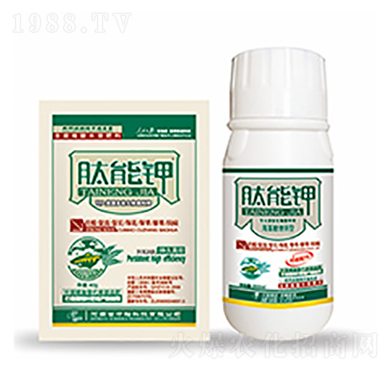 �����-�����Ƽ�