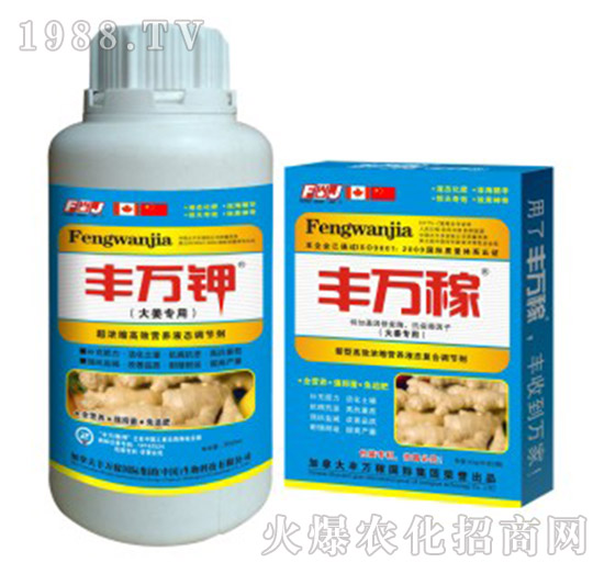 大姜專用液肥-抗病膨塊營養(yǎng)增產化控劑-豐萬稼