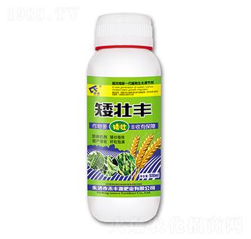 矮壯豐-禾豐源肥業(yè)